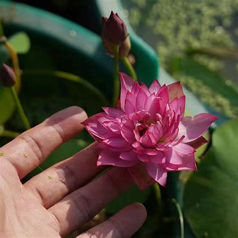 室內水生植物盆栽